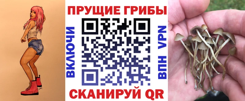 Псилоцибиновые грибы Psilocybine cubensis  как найти   Каменногорск 